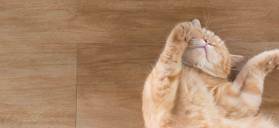 Pavimento laminato o vinilico, quale scegli per il tuo gatto?